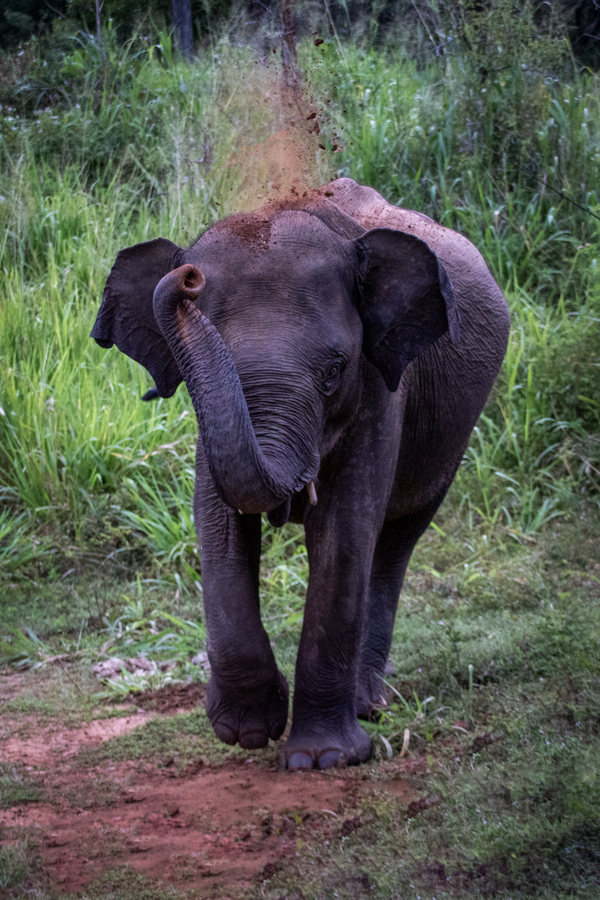 Dust Bath Heaven - Pat Ainger